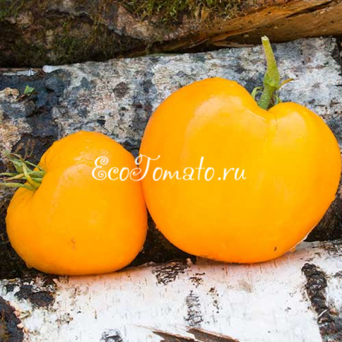 Gary`s golden bear (Золотой медведь Гэри)